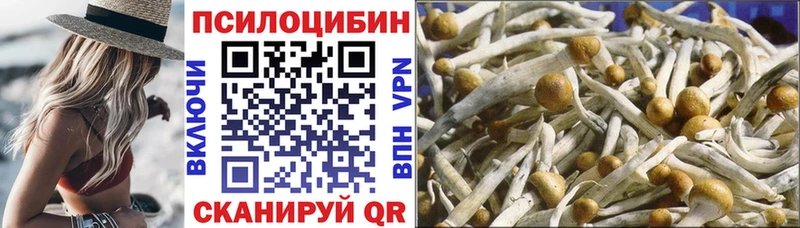 Псилоцибиновые грибы Cubensis  Сусуман 